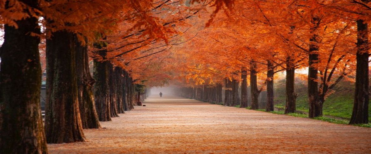 Notice how the trees do not cling to their leaves. Fall is about releasing the old to make way for the new. 